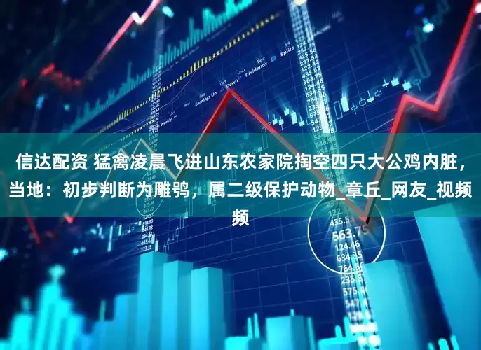 信达配资 猛禽凌晨飞进山东农家院掏空四只大公鸡内脏，当地：初步判断为雕鸮，属二级保护动物_章丘_网友_视频